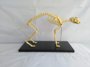 Animal Biology Teaching Cat Skeleton Anatomy Model (R190118)