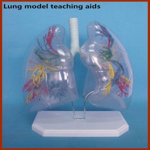 Transparent Human Lung Anatomical Model Teaching Aids
